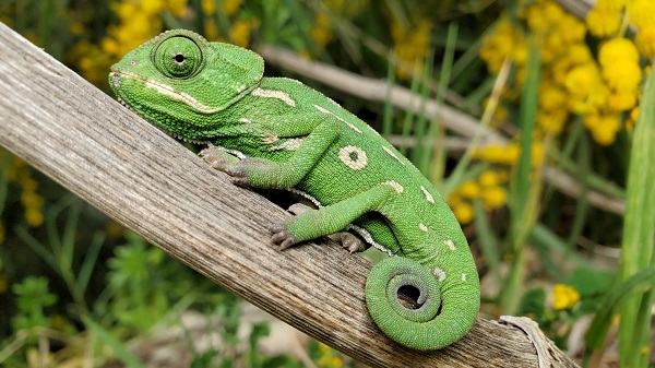 Researchers Develop Chameleon Inspired Costeffective  Colorshifting Coating.jpg